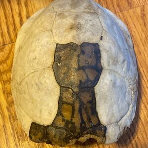 Real Eastern Box Turtle Shell. Bone Taxidermy Oddity Science Crafts. Appalachia